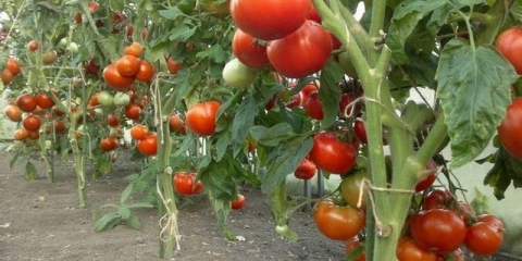 Kako uzgajati paradajz